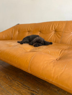 'Amazonas' Rosewood Sofa and Chair by Jean Gillon for Italma, Brazil, c. 1970s